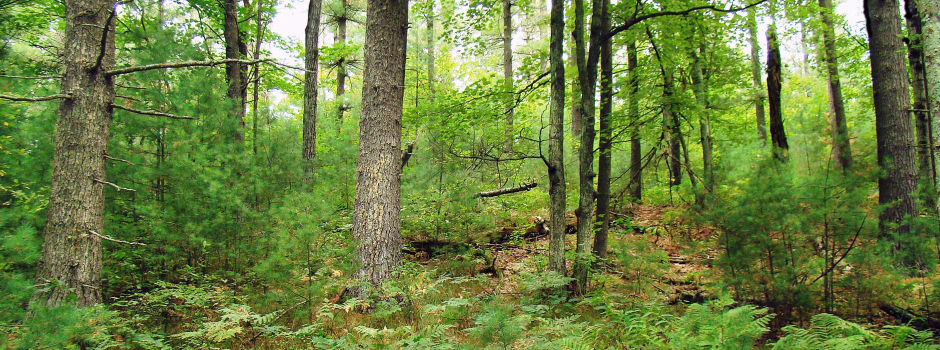Central Wilake Wooded Land
